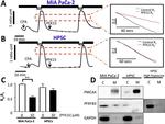 PMCA4 ATPase Antibody in Western Blot (WB)