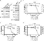 Influenza A M2 Antibody in Western Blot (WB)