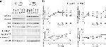 Phospho-EGFR (Tyr1173) Antibody in Western Blot (WB)