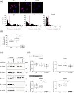 alpha Tubulin Antibody in Western Blot (WB)