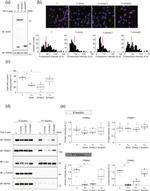 alpha Tubulin Antibody in Western Blot (WB)