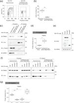 alpha Tubulin Antibody in Western Blot (WB)