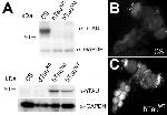 Tau Antibody in Western Blot (WB)