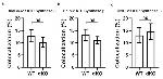 ATP Synthase beta Antibody in Immunocytochemistry (ICC/IF)