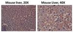 AHR Antibody in Immunohistochemistry, Immunohistochemistry (PFA fixed) (IHC, IHC (PFA))