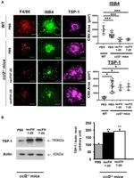 Actin Antibody in Western Blot (WB)