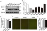 Dengue Virus Type 1-4 Antibody in Western Blot (WB)