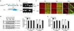 CaMKII alpha Antibody in Immunohistochemistry (IHC)