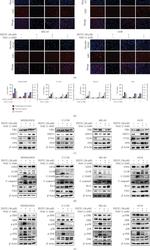 SLC11A2 Antibody in Western Blot (WB)