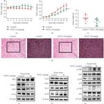 Ferroportin Antibody in Western Blot (WB)