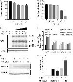 Influenza A NP Antibody in Western Blot (WB)