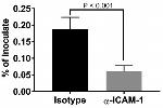 ICAM-1 Antibody in Neutralization (Neu)