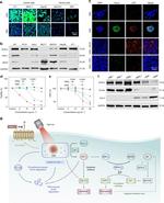 Ferritin Antibody in Western Blot (WB)