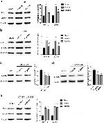 HIF1A Antibody in Western Blot (WB)