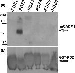 CADM1 Antibody in Western Blot (WB)