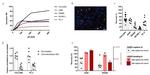 V5 Tag Antibody in Flow Cytometry (Flow)