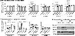 Occludin Antibody in Western Blot (WB)