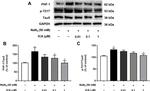 Tau Antibody in Western Blot (WB)