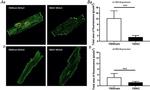 ATP1A1 Antibody in Immunocytochemistry (ICC/IF)