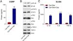 Phospho-PKA alpha (Ser338) Antibody in Western Blot (WB)