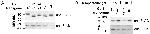 DYKDDDDK Tag Antibody in Western Blot (WB)