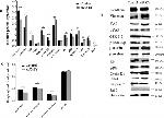 Vimentin Antibody in Western Blot (WB)