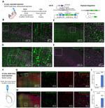 Spectrin beta-4 Antibody in Immunohistochemistry (IHC)