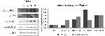 p53 Antibody in Western Blot (WB)