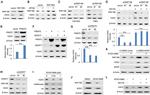 PRMT5 Antibody in Western Blot (WB)