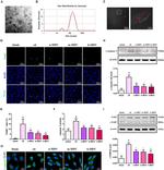 beta Actin Antibody in Western Blot (WB)