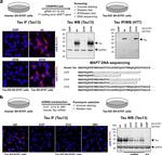 Tau Antibody in Western Blot (WB)