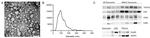 TSG101 Antibody in Western Blot (WB)