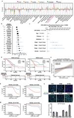 IGF1R alpha Antibody in Immunocytochemistry (ICC/IF)