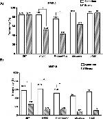 MMP2 Antibody in Immunohistochemistry (IHC)