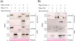 HA Tag Antibody in Western Blot (WB)