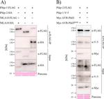 V5 Tag Antibody in Western Blot (WB)