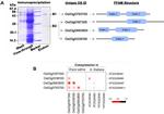 TAMRA Antibody in Immunoprecipitation (IP)