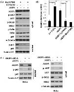 Phospho-AKT1 (Ser473) Antibody in Western Blot (WB)