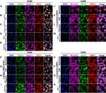 BMP-4 Antibody in Immunocytochemistry (ICC/IF)