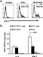 CD62L (L-Selectin) Antibody in Flow Cytometry (Flow)