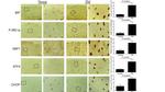 Phospho-IRE1 alpha (Ser724) Antibody in Immunohistochemistry (Paraffin) (IHC (P))