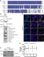 alpha Tubulin Antibody in Western Blot (WB)