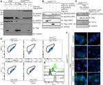 alpha Tubulin Antibody in Western Blot (WB)