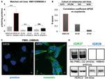 PMEL Antibody in Western Blot, Immunocytochemistry (WB, ICC/IF)