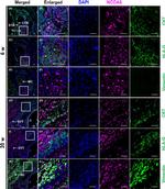 Vimentin Antibody in Immunocytochemistry (ICC/IF)