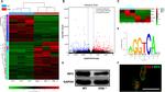 Estrogen Receptor beta Antibody in Immunocytochemistry, Immunohistochemistry (ICC/IF, IHC)