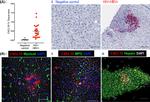 Hepatocytes Antibody in Immunocytochemistry (ICC/IF)