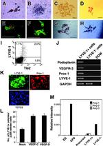 Lymphotoxin beta Receptor Antibody in Flow Cytometry (Flow)