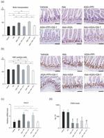 BrdU Antibody in Immunohistochemistry (IHC)