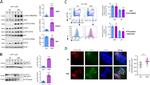 FLT3 Antibody in Western Blot, Immunocytochemistry, Immunoprecipitation (WB, ICC/IF, IP)